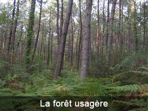 Historique de la Forêt Usagère